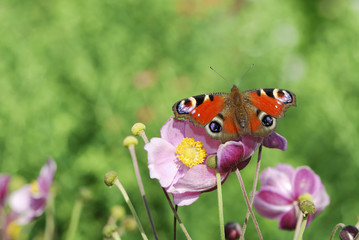 Butterfly in the garden