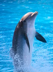 Tuinposter Een dolfijn © Paul Hampton