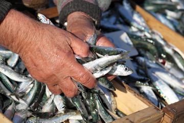 Marché aux poissons : Sardines #3 - 20064019