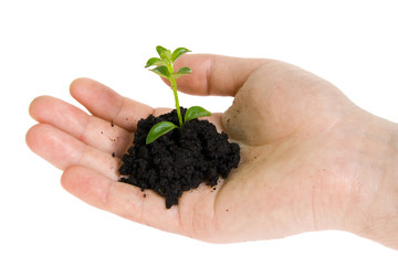 Green plant in hands isolated on white