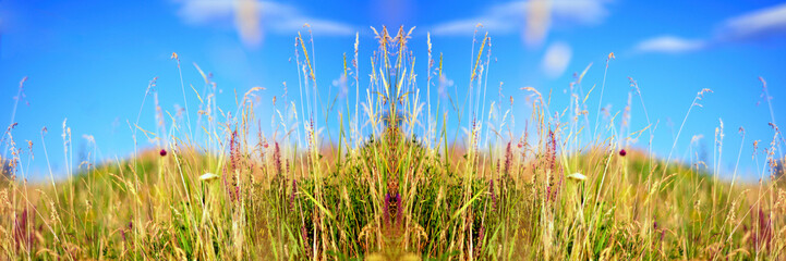 Field full of wild spring grass and flowers