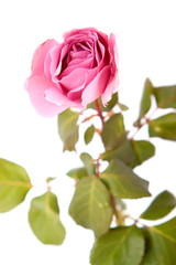 Pink rose