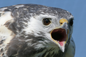 rufender Mäusebussard