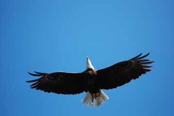 Weißkopfseeadler