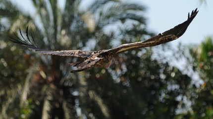 Falke im Flug