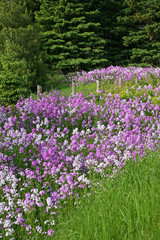 Obraz premium Flowering Phlox - Sweet Rocket