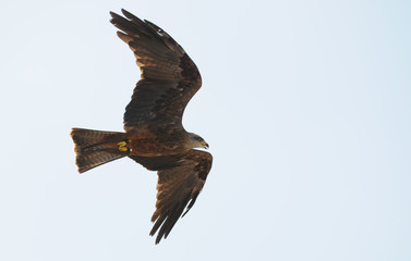 Falke im Flug