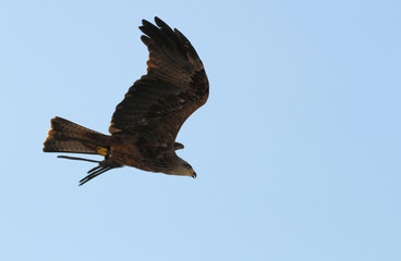 Falke im Flug