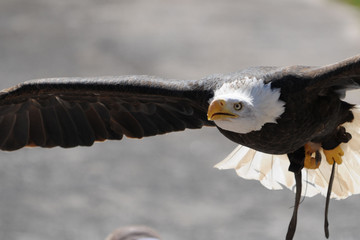 Weißkopfseeadler