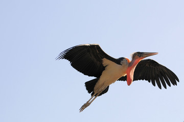 fliegender Marabu