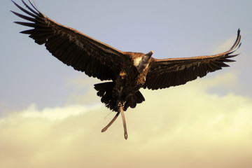 Geier im Flug