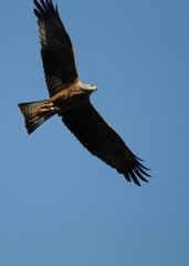 Falke