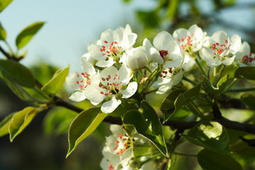Apple Tree