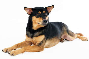 Portrait of a dog over white background