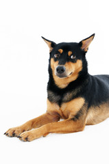 Portrait of a dog over white background