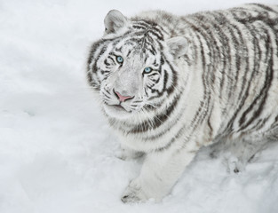 White tiger sits and stares intently at me