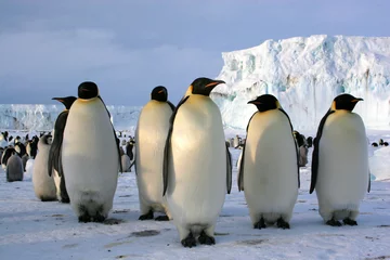 Foto auf Acrylglas Antarktis Kaiserpinguine