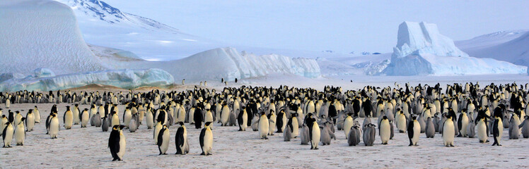 Kaiserpinguinkolonie (Antarktis, Rossmeer)