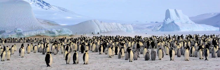 Foto auf Acrylglas Antarktis Kaiserpinguinkolonie (Antarktis, Rossmeer)