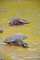 Fototapeta premium Wasserbüffel
