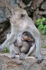 Langschwanzmakake mit Baby