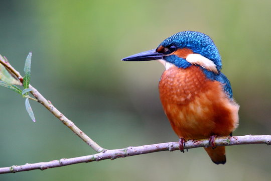 kingfisher