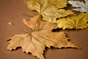 golden autumn leaf plant at brown background