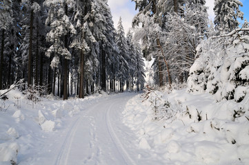 Winterwandern im Wald