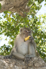 Naklejka premium Monkey eating banana