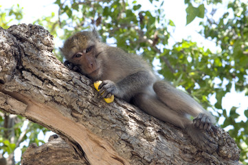 Monkey eating banana