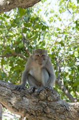 Naklejka na ściany i meble Wild monkey sitting on a tree