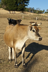 Inquisitive dairy cow