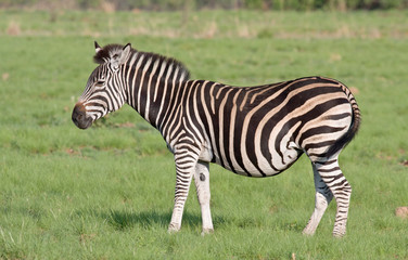 Fototapeta na wymiar Plains Zebra