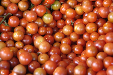 Tomates cherry 07