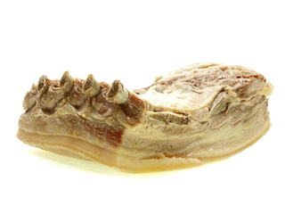 schweinebauch gekocht