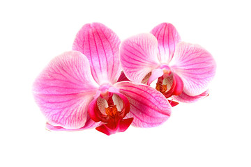 Fototapeta na wymiar Kwiat różowa orchidea - phalaenopsis