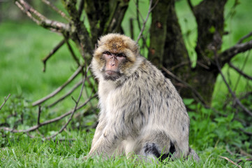 Fototapeta premium berberaffe