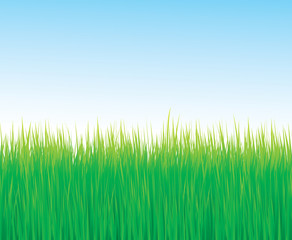 Fototapeta na wymiar Colorful grass vector background with blue sky