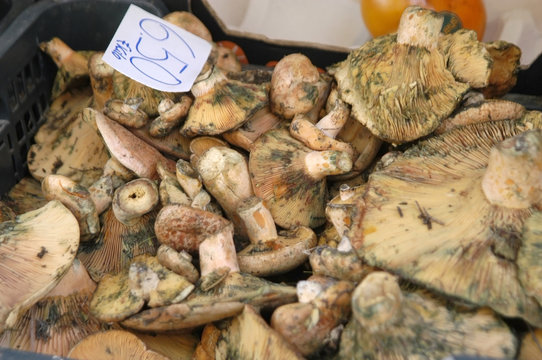 Setas de pino o n&iacute;scalos