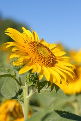 tournesol