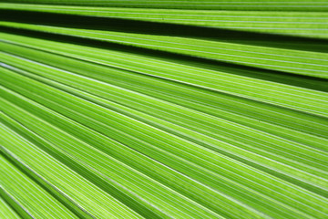 Obraz premium Blatt_Palme
