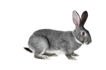 Grey rabbit