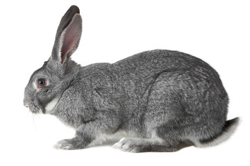 Domestic animal