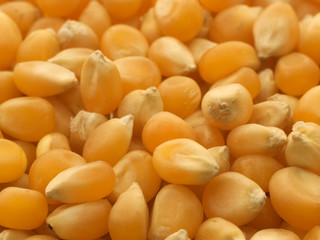 Corn