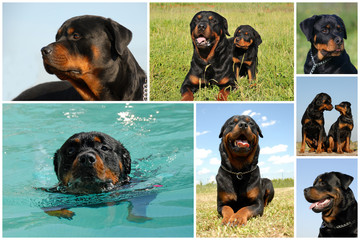 race: rottweiler