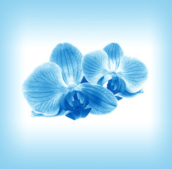 Flower  orchid in blue mist