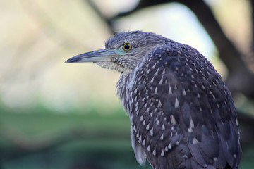 Nachtreiher (Jungtier)