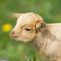 Fototapeta premium capretta