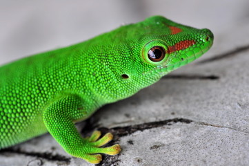 Gecko.
