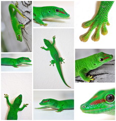 Gecko's patchwork .